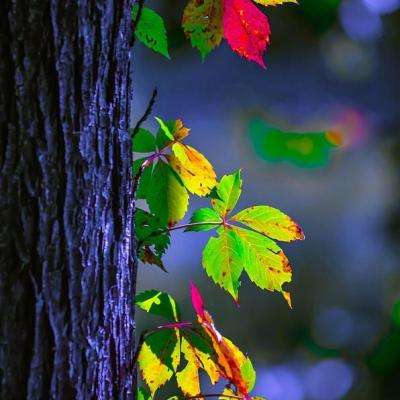 开云电竞手机app下载